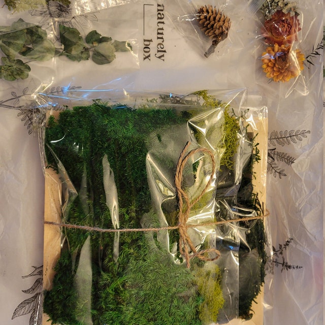 DIY Terrarium Kit – NaturelyBox
