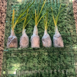 Caroline ha añadido una foto de su compra