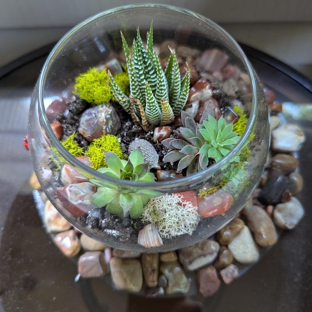 Buy Terrarium Kit: Small Succulent Terrarium Kit, DIY Glass Terrarium,  Plant Gift, DIY Plant Kit, Indoor House Plant Kit, Low Maintenance Plants  Online in India - Etsy
