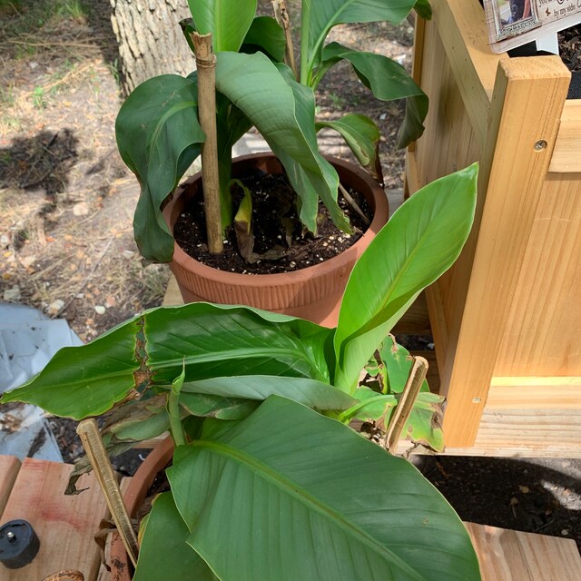 3 Musa Basjoo Hardy Banana Tree In 4 Inch Pot. 3 Pots Plants, One Plant Per Pot