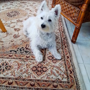 Targhette identificative per cani personalizzate con incisione anti Targhette identificative per cani personalizzate con incisione anti