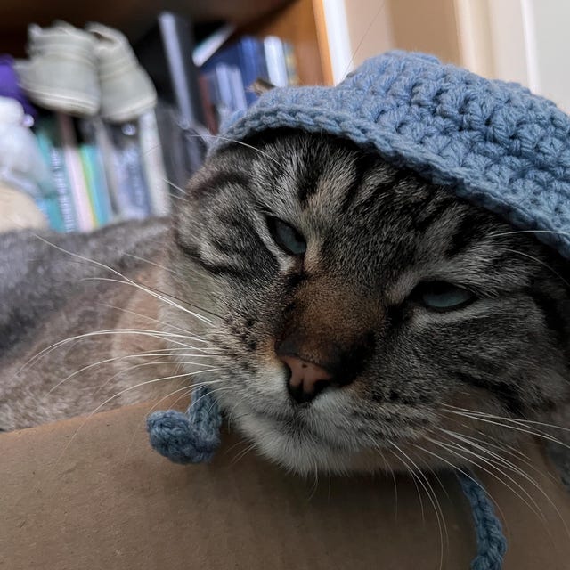 Cat Bucket Hat - Etsy