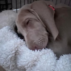 Ollie added a photo of their purchase