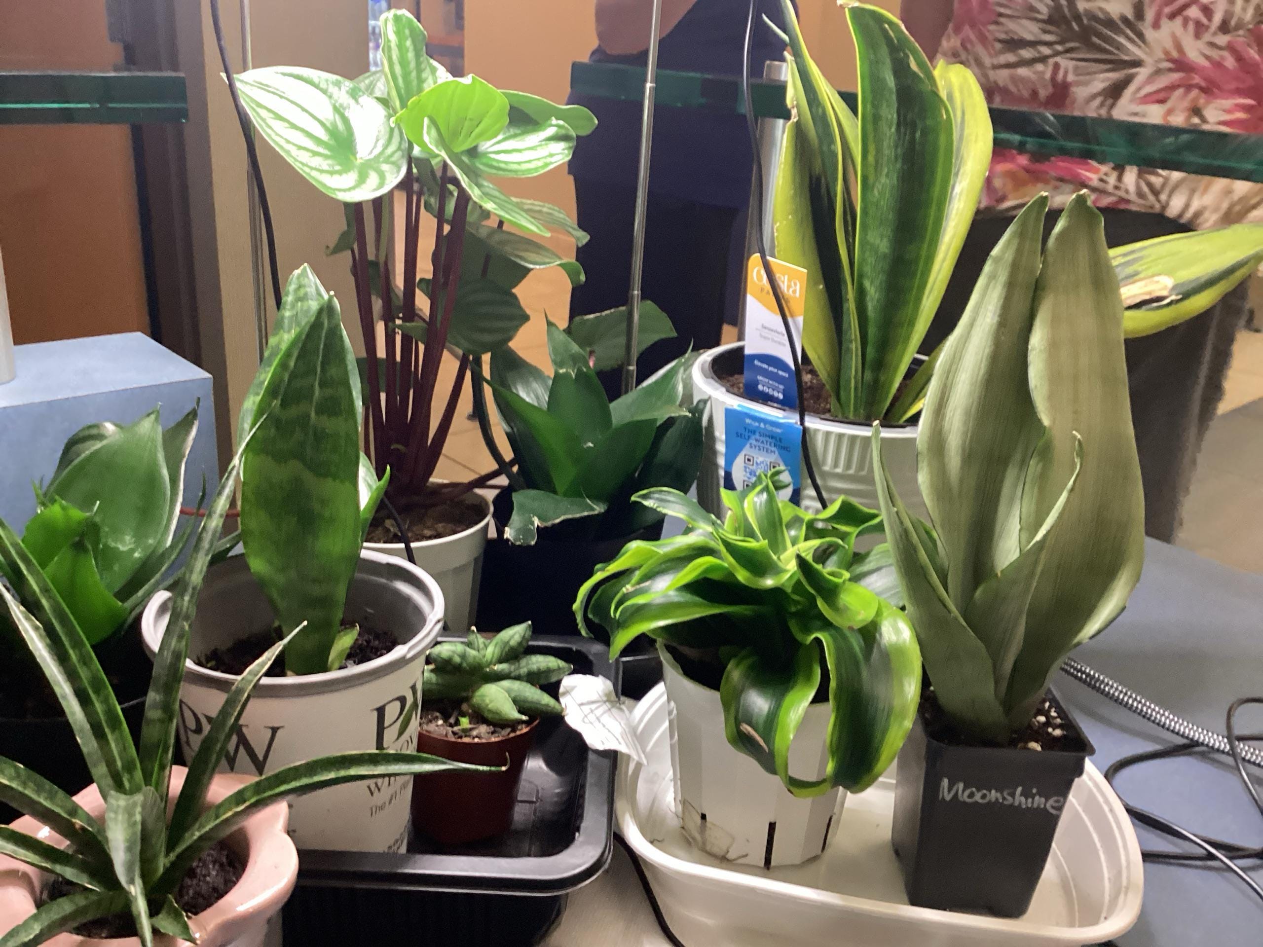 Moonshine Snake Plant – Sansevieria Moonshine – Rare Silvery Foliage – Easy Care Air Purifying Plant – Live Plant in 4” Pots