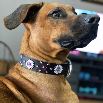 Daisy Trendy Girly Leather Dog Collar Personalized Nickel Stamped