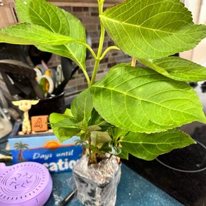 Kimberly ha añadido una foto de su compra