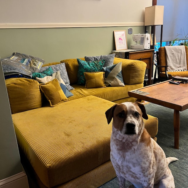 Mustard corduroy corner sofa with a dog sitting beside it, photographed by the buyer
