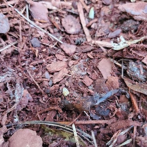 laura ha añadido una foto de su compra