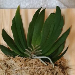 Aleicia added a photo of their purchase