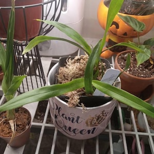 Inactive account added a photo of their purchase