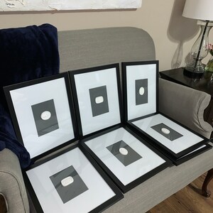Giant Cicada Collection Real Framed - Insect Taxidermy Display