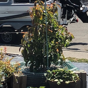 Nicholas added a photo of their purchase