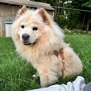 Kodi added a photo of their purchase