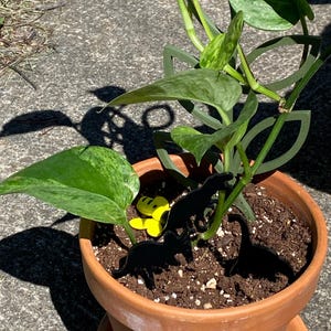 vivian added a photo of their purchase