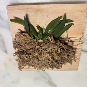 Inactive account added a photo of their purchase