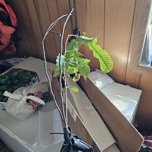 Anthony added a photo of their purchase