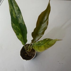 Abraham さんが購入した商品の写真を追加しました