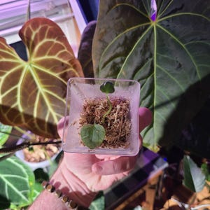 Anthurium Red-vein Papx X Necromancer Dreamweaver Seedling - Etsy