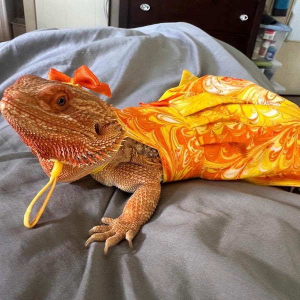 Summer Beach Bearded Dragon Short and Sunglasses MADE IN AMERICA - Etsy