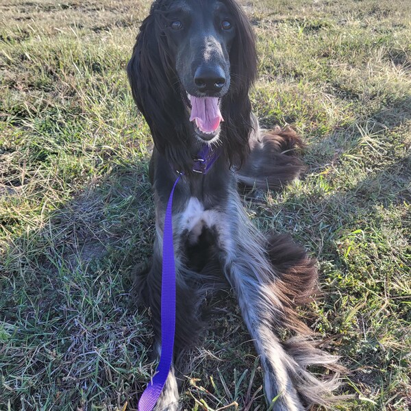 Custom Ribbon Display, Dog Award Ribbon Display Rack, Dog Rosette ...