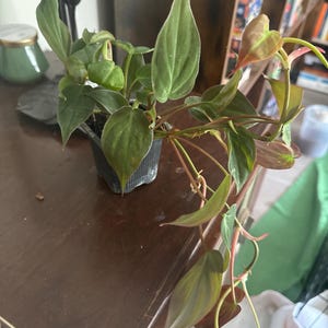 Anna added a photo of their purchase