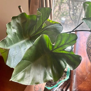 L.B. ha añadido una foto de su compra