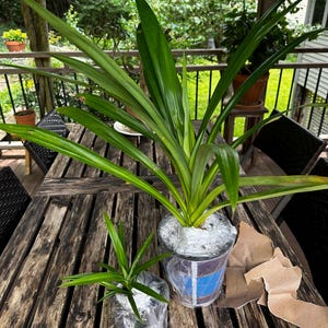 Hong added a photo of their purchase