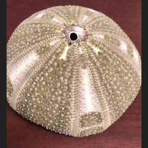 Brenda さんが購入した商品の写真を追加しました