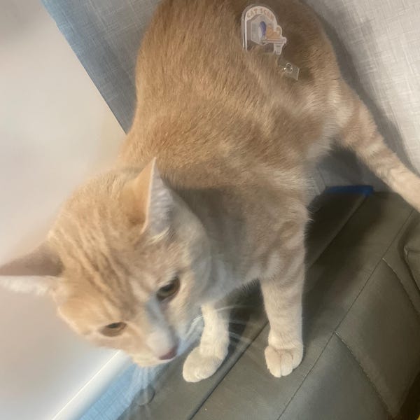 Milk of Amnesia Vinyl Sticker, Anesthesia, Nursing, SRNA, CRNA ...