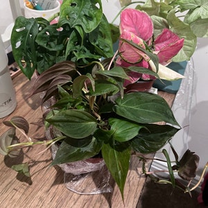 Mckenzie added a photo of their purchase