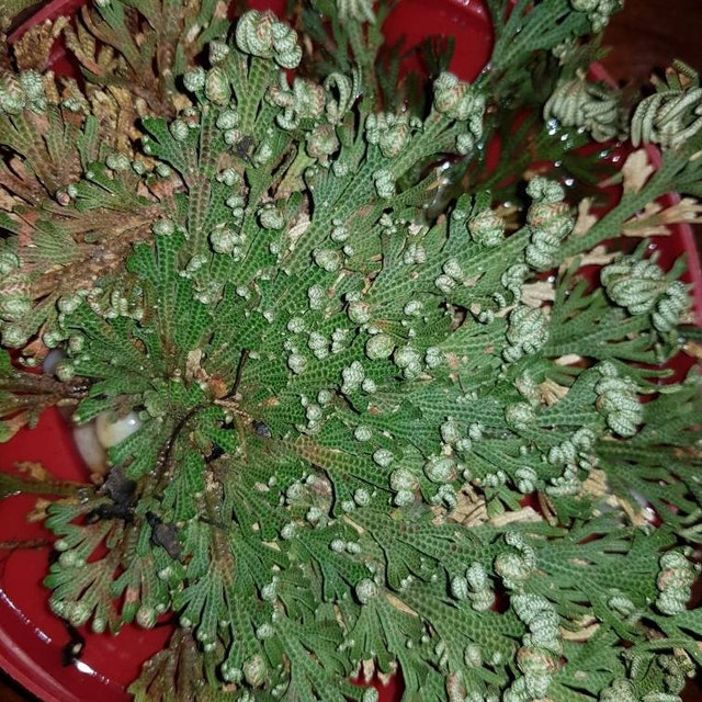 Rosa Di Gerico Naturale - Pianta Della Resurrezione Per Purificazione