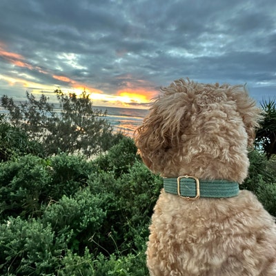 BNB Emerald Green Dog Bowtie main image 0