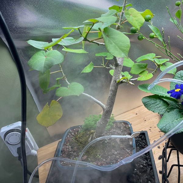 Port Jackson Fig Bonsai Tree green Elegance Collection From Rare and Exotic Bonsai, Rare