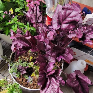 Angelo hat ein Foto des gekauften Artikels hinzugefügt