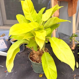 Philodendron Ceylon Beauty - Lemon Lime | Live Indoor Tropical Houseplant |  Home and Office Decor | Easy Care in 4", 6" and 8 Inch Pot - Etsy