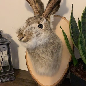 Ashlee added a photo of their purchase