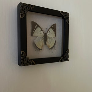 Real Framed Butterfly Handmade Shadow Box Insect Frame Taxidermy ...