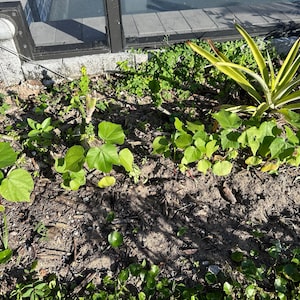 Sheila ha añadido una foto de su compra