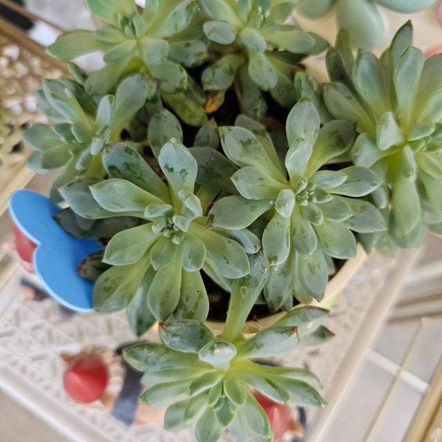 T. Succulent Form × Nizanda ＋ T. Icy Elf T. Succulent Form × Nizanda ＋ T. Icy Elf（Sedeveria 'Blue