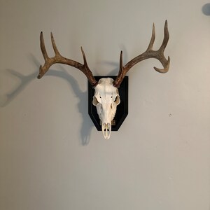 Custom Handmade Deer Skull Plaque: Trophy Mount Display - Etsy