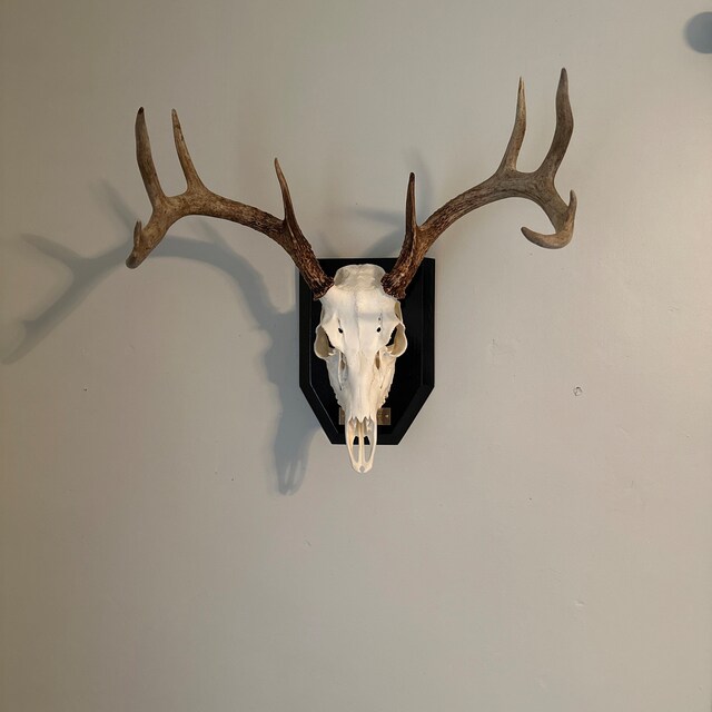 Custom Handmade Deer Skull Plaque: Trophy Mount Display - Etsy