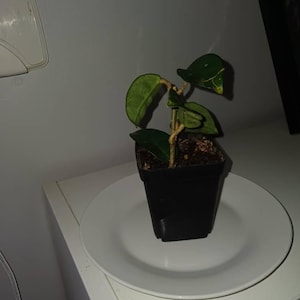 Cathy added a photo of their purchase