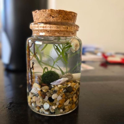 Eli Nano Java Moss Ball Terrarium DIY Craft Kit for Office Desk ...