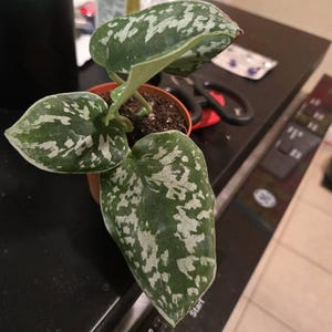 Joe added a photo of their purchase
