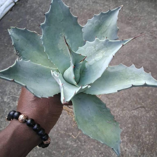 Agave Ovatifolia 'frosty Blue' - Cold Hardy Agave - Etsy