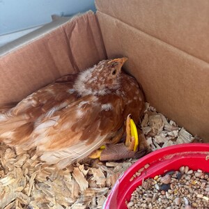 Pack complet d'attelles de poulet (y compris les entretoises de ...