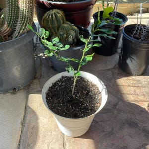 Francisco added a photo of their purchase