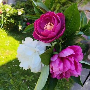 Susanne added a photo of their purchase