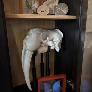激レア！　バンドウイルカの頭蓋骨 激レア！ バンドウイルカの頭蓋骨 - メルカリ