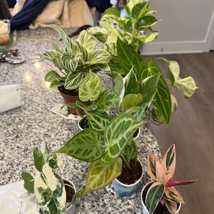 Kwanjira added a photo of their purchase
